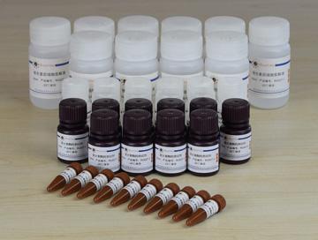 双萤光素酶报告基因检测试剂盒